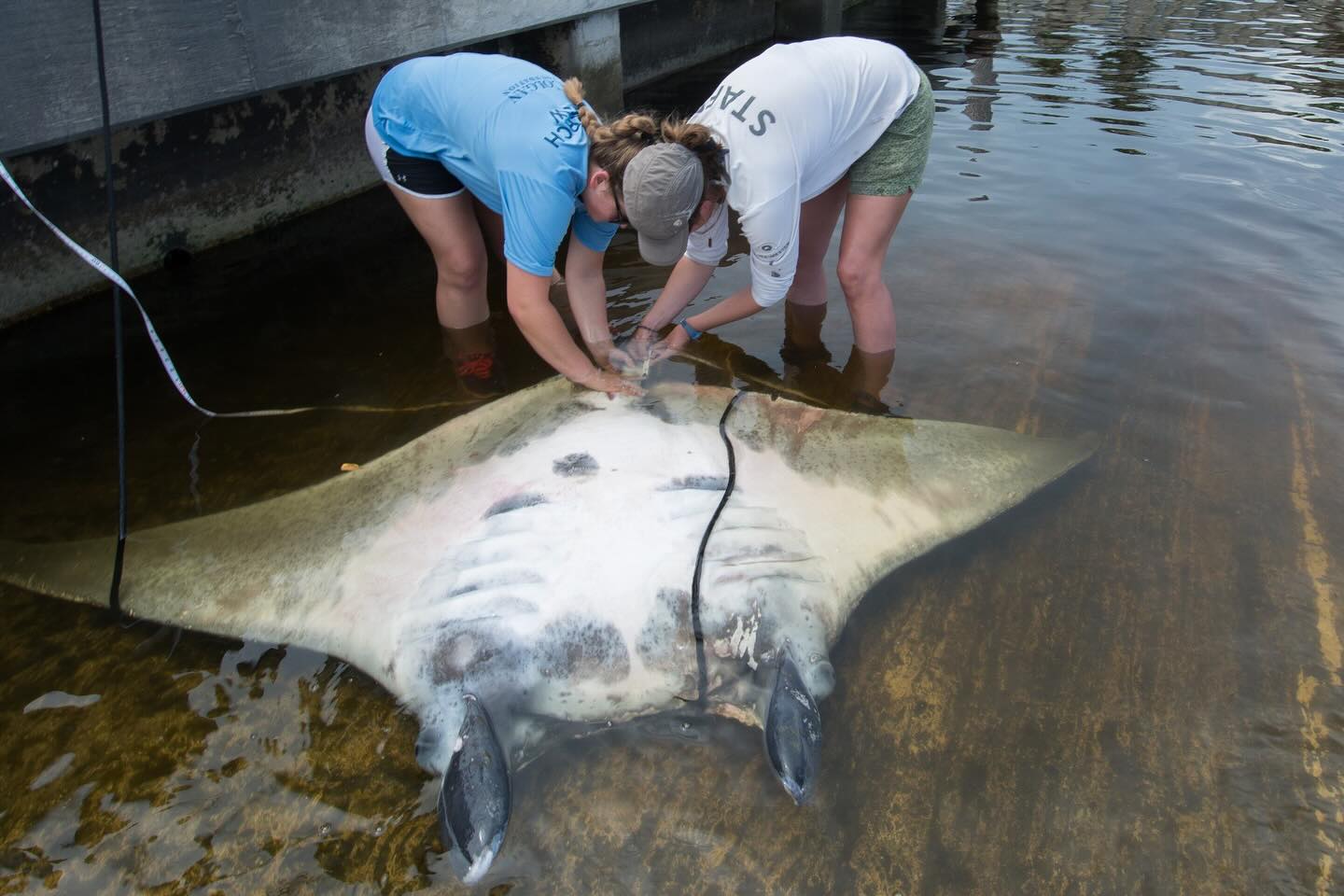 Marine Megafauna Foundation - A huge welcome back to Tofo for "Camel ...