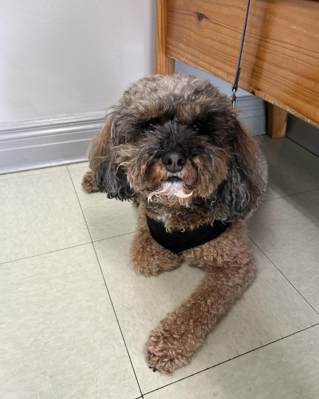 Pine - Meet Drake, the 7-year-old Cockapoo, who came in for his annual ...