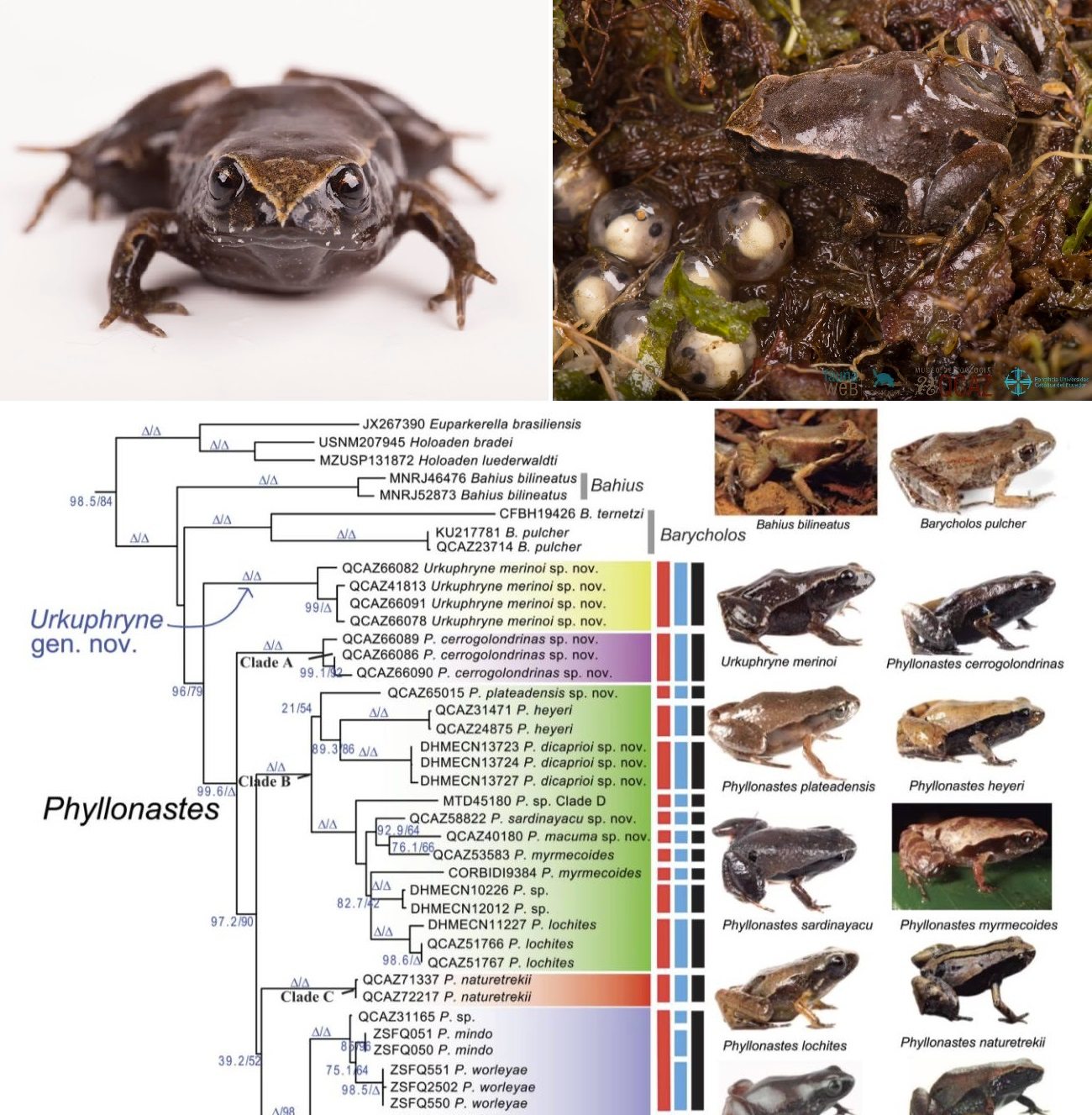 Novataxa - 🐸 #novataxa #frog #Andes #biodiversity • 2025 :: #Urkuphryne ...