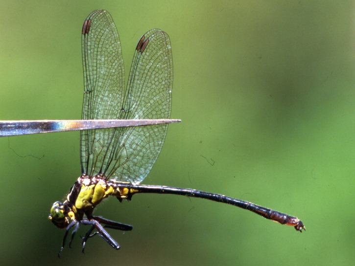 Whats this species?... - IUCN Regional Office for West Asia | Facebook