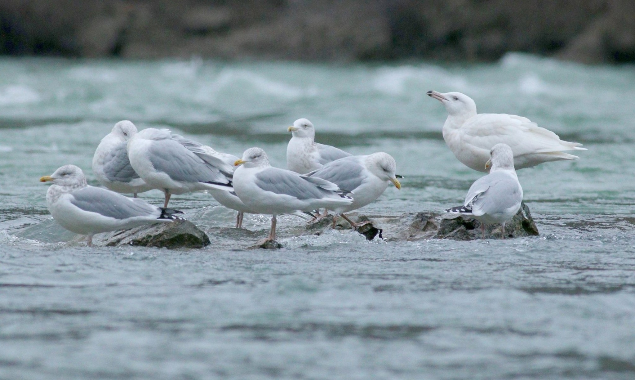 Buffalo - 💡Did you know the Niagara River is known as the “gull capital ...