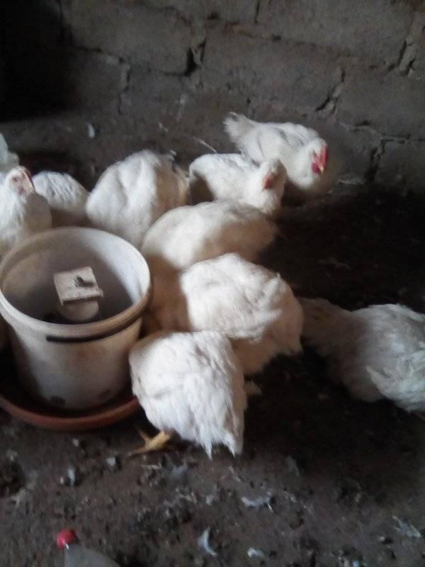 Msapa's poultry farming