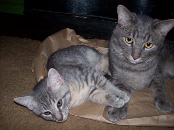 City the Kitty Advocate for Animals - Meet Sandra Hofman-Kingston and ...