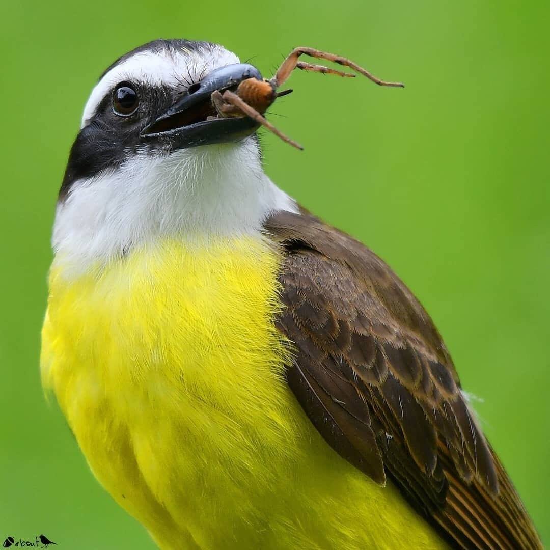 Pájaro pecho amarillo en su hábitat