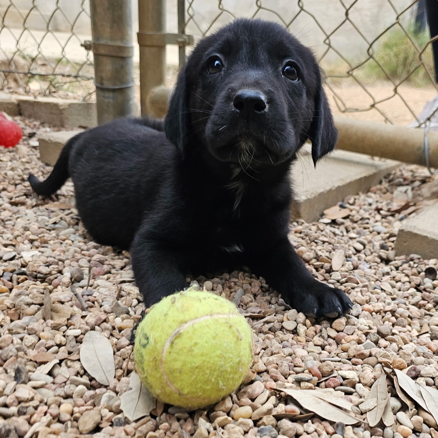 Heart of Texas Lab Rescue... - Heart of Texas Lab Rescue