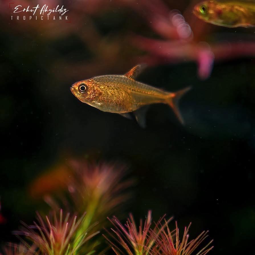 Erkut - Ember Tetras are consistently among the top 5 best-selling ...