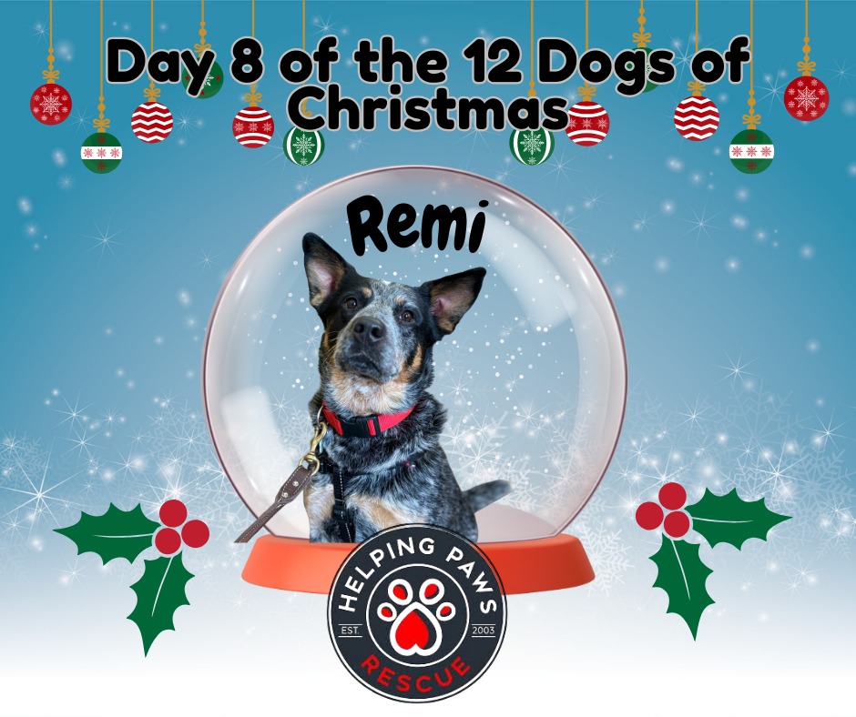Helping Paws Rescue added a new photo. - Helping Paws Rescue