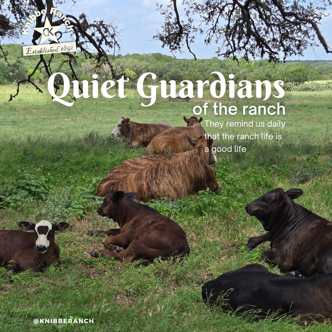 Knibbe - Today we raise a hoof to the calmest residents on the ranch ...