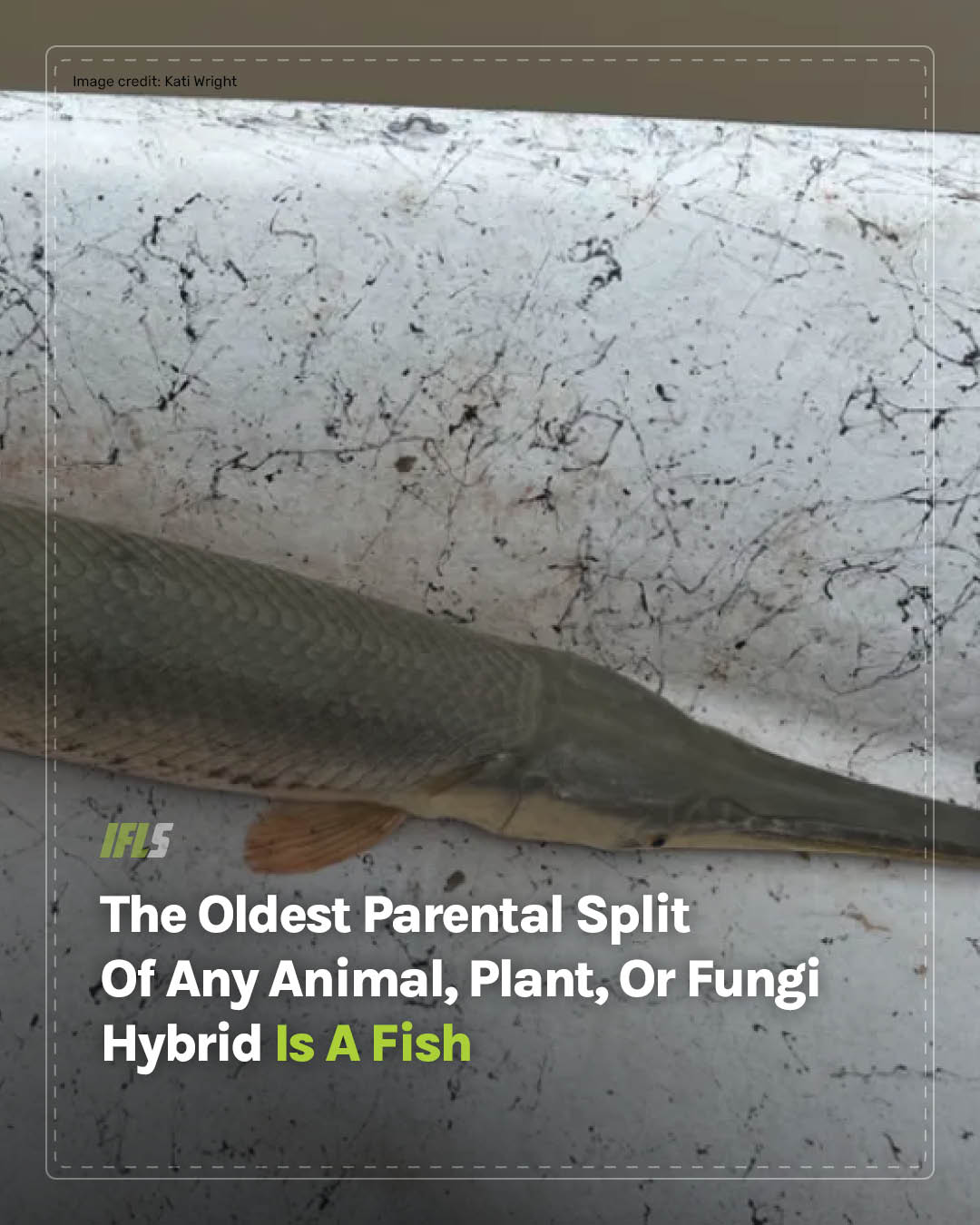 IFLScience - The two fish it takes to make this gar hybrid last shared ...