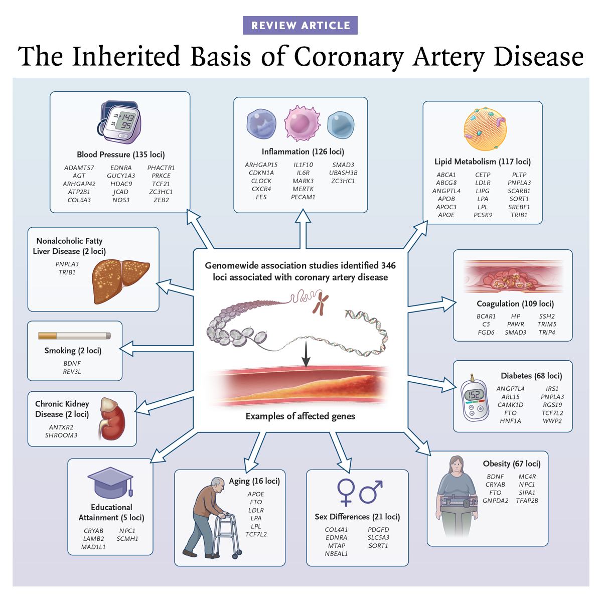 The New - Genetic analyses of coronary artery disease have led to ...