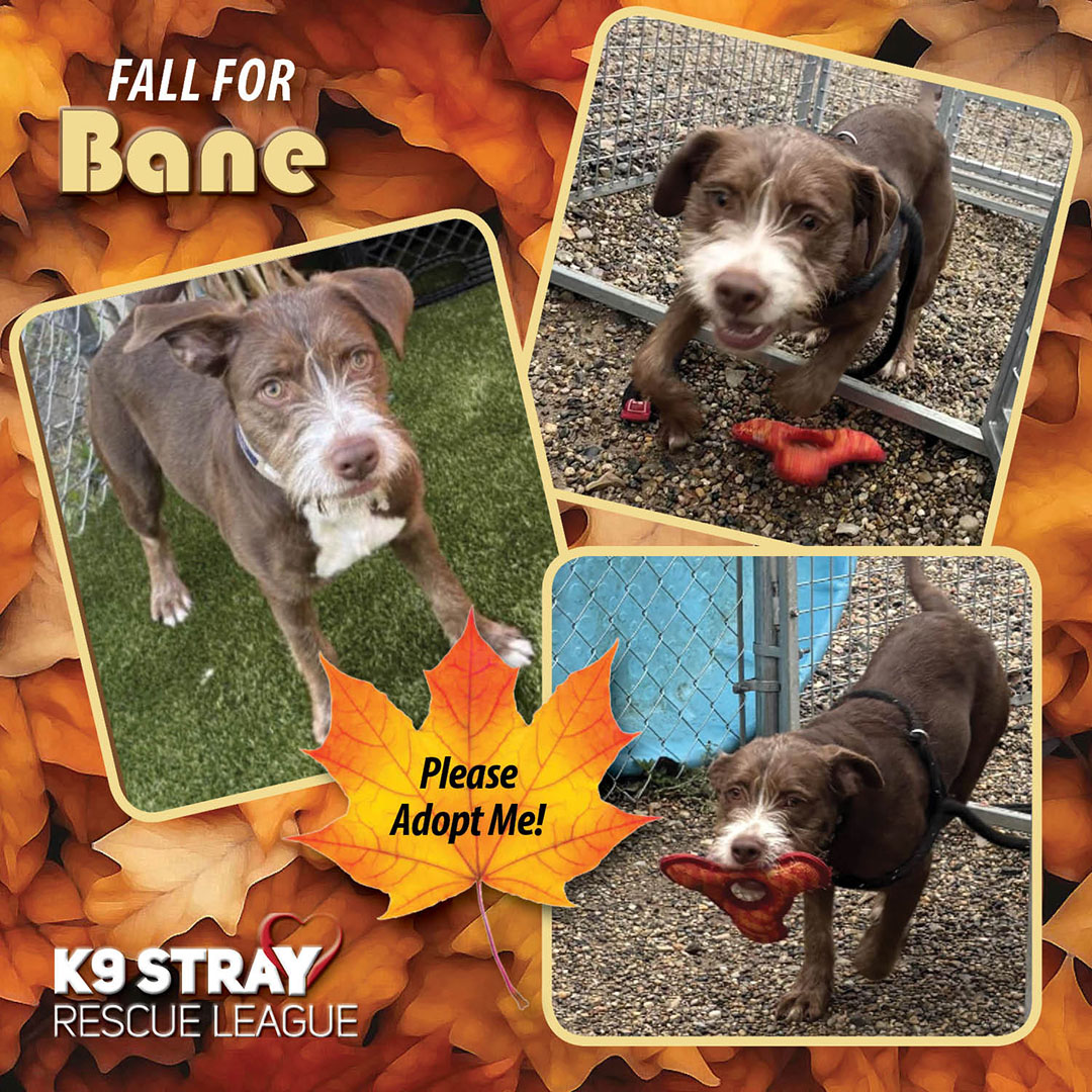 K9 - Bane is a fun-loving and energetic pup who's looking for his ...