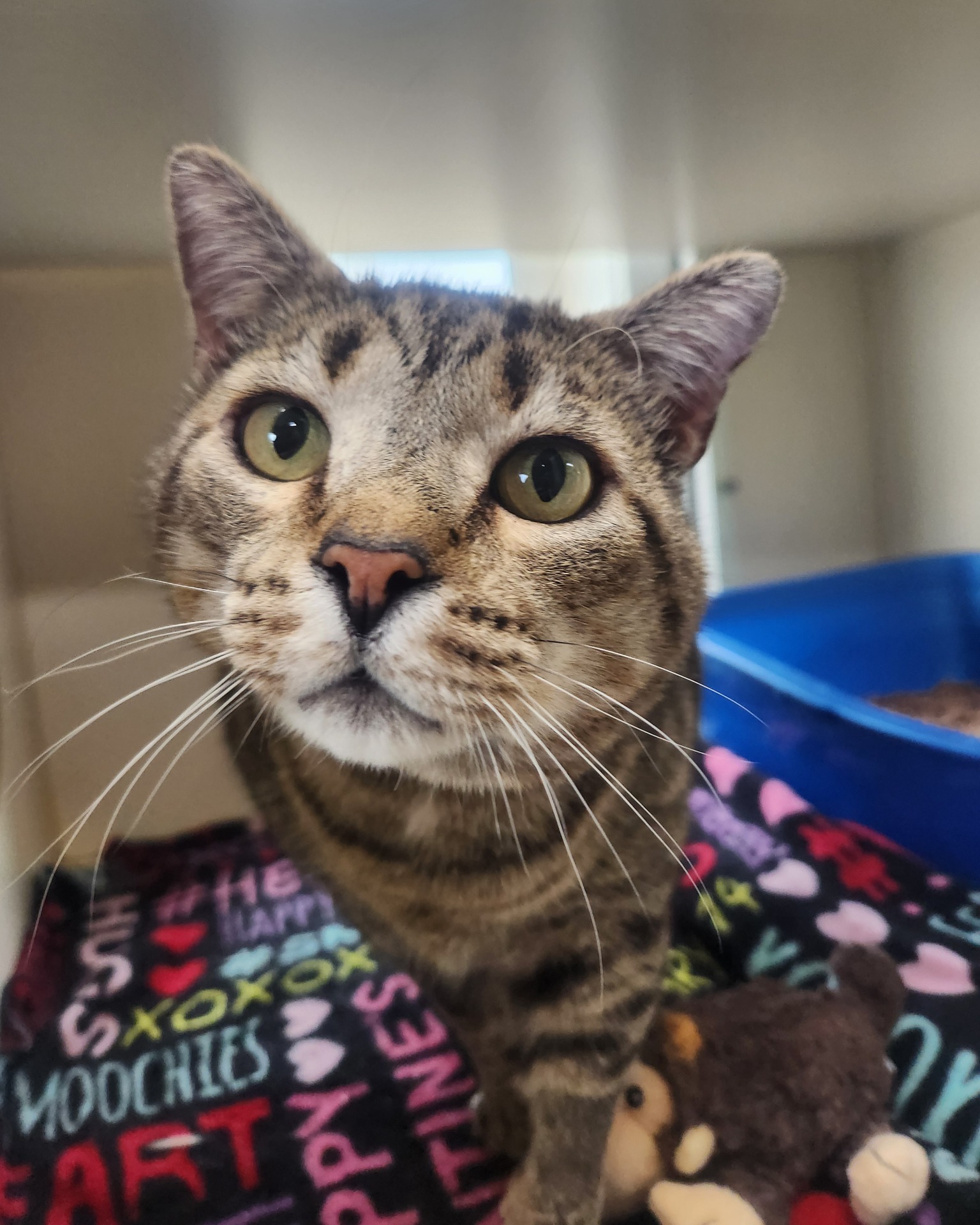 Meet Samuel! 🐾 Samuel is... - Whitman County Humane Society | Facebook