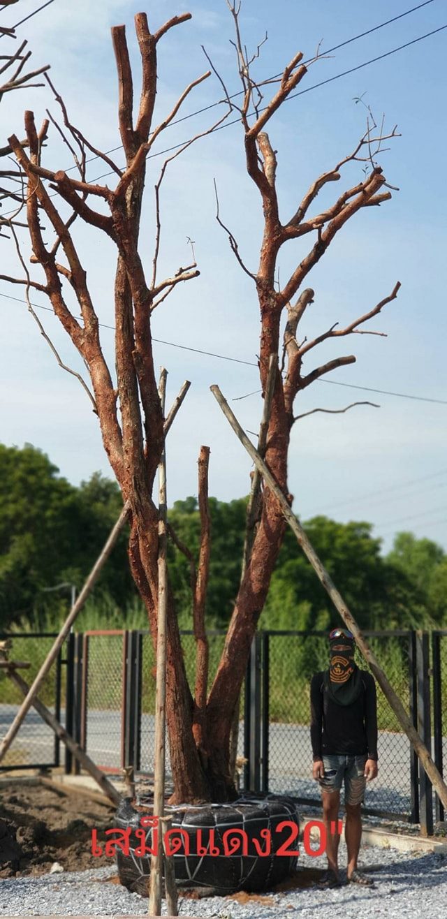 Tree station - เสม็ดแดง20