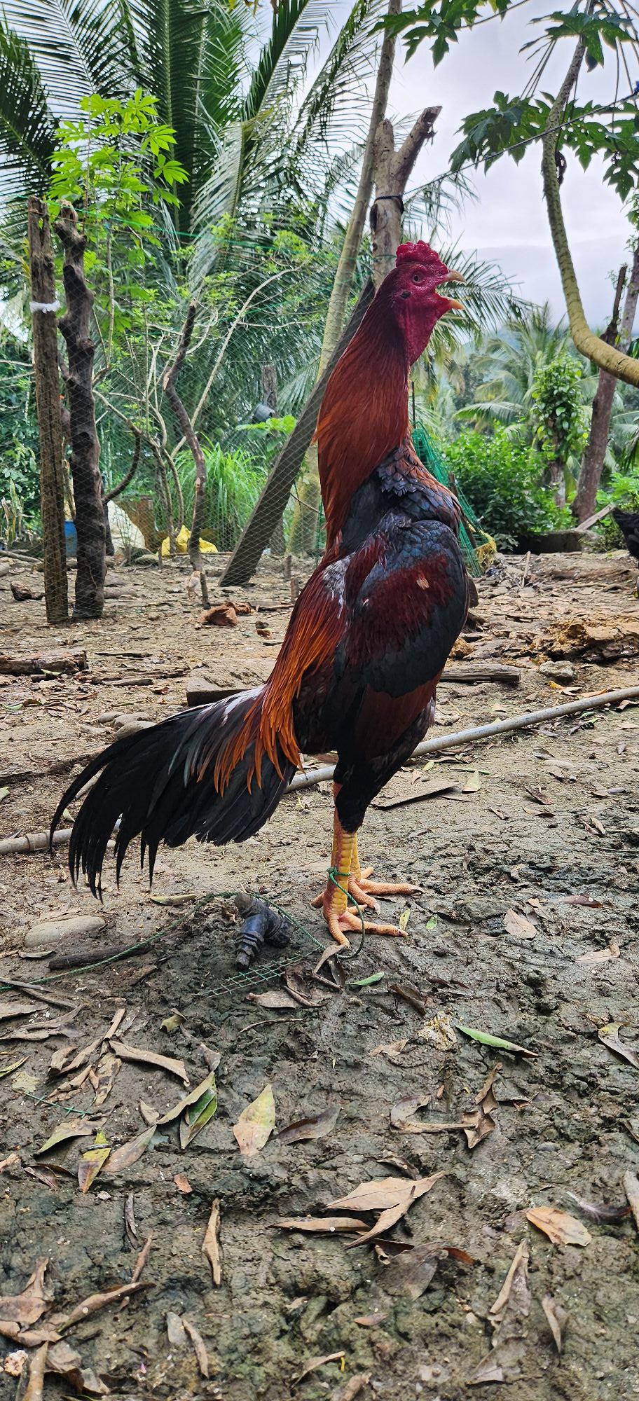 PARACELIS MT. PROVINCE FARMING | Facebook