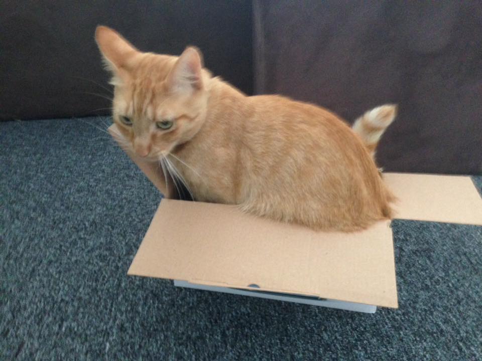 Monte - The box seems to be too small... 😂
