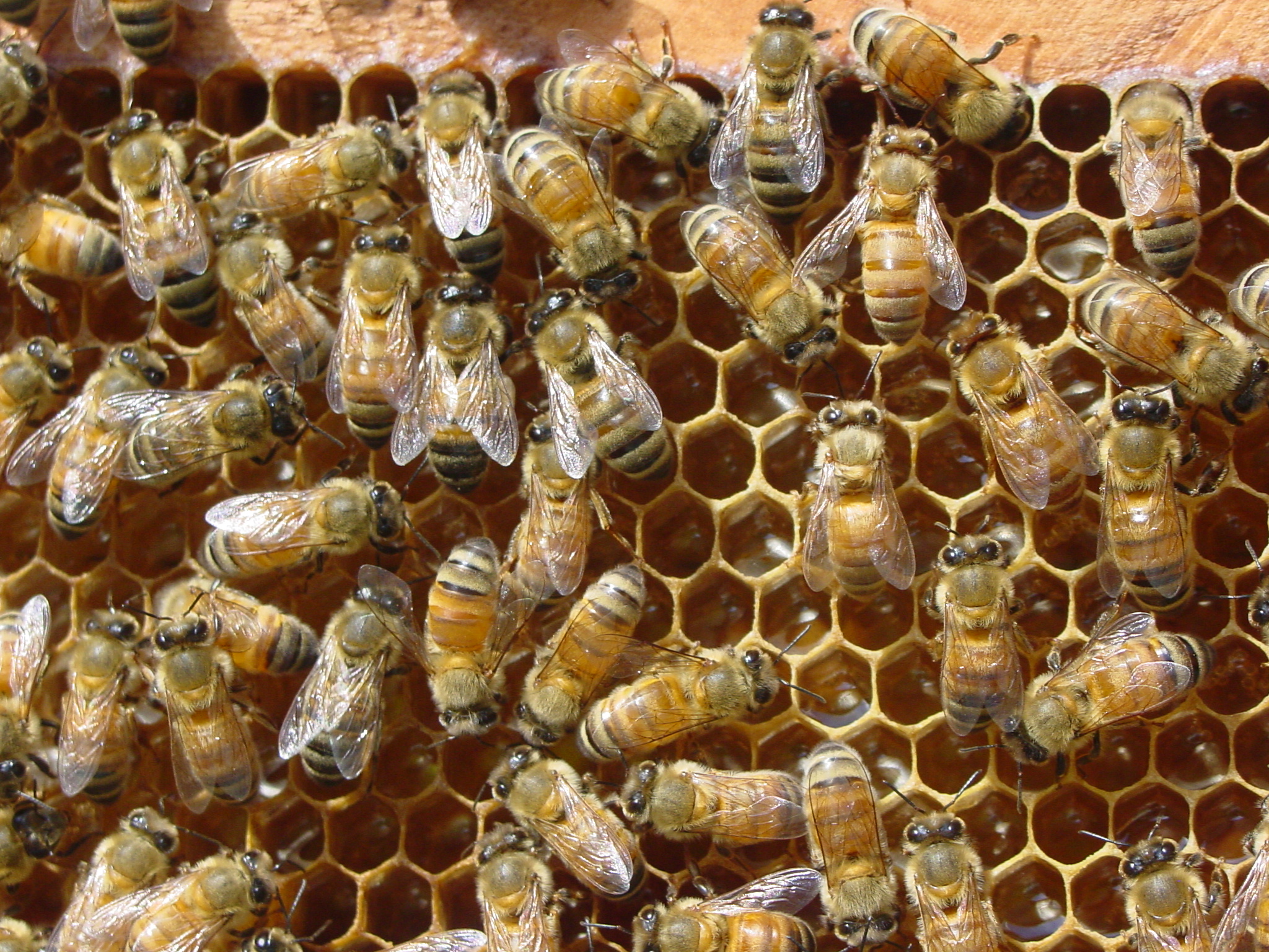2Bees Apiary - Iloilo City Honeybee Farm | Iloilo City