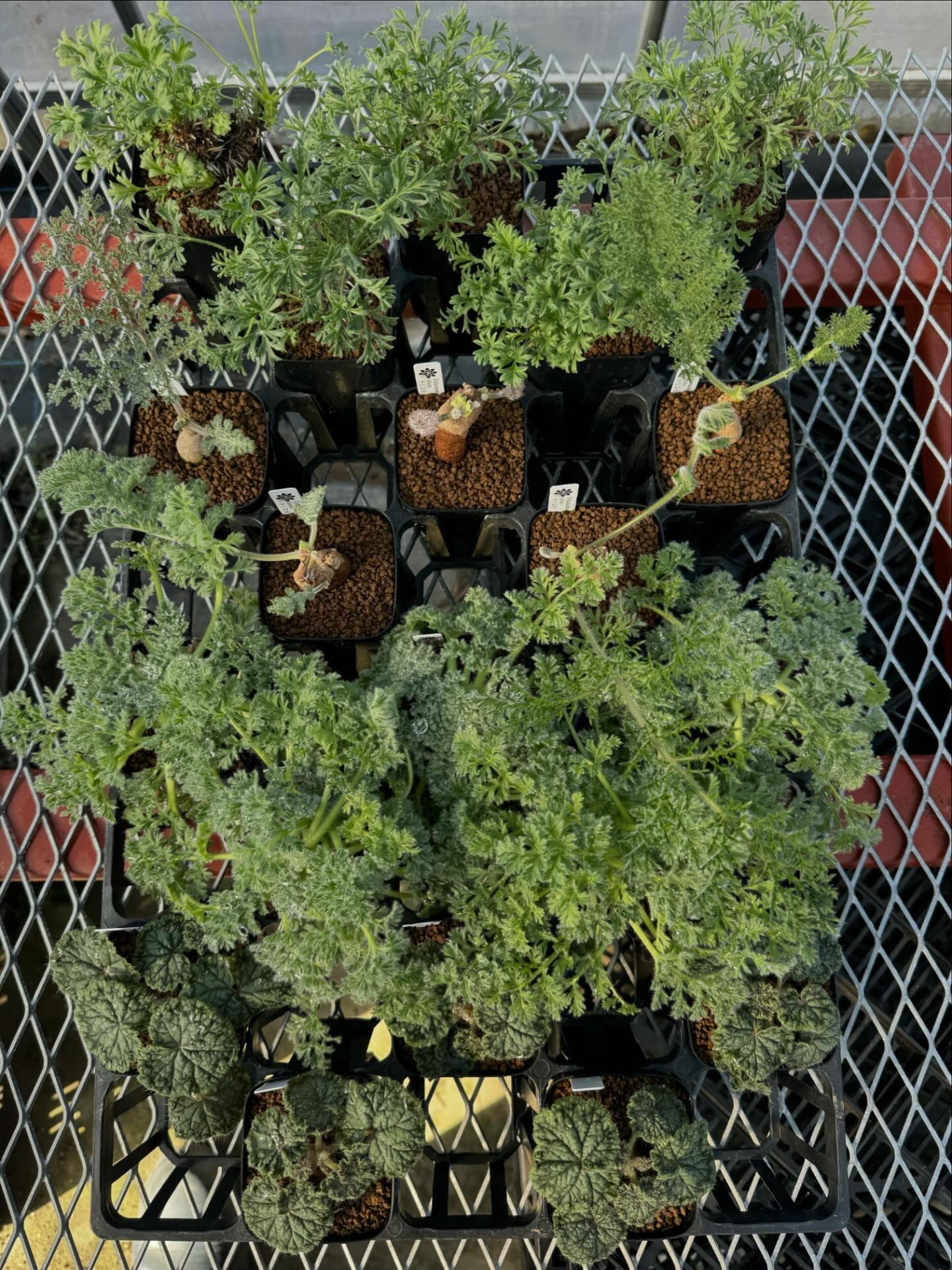 succulent_connection added a new photo. - succulent_connection
