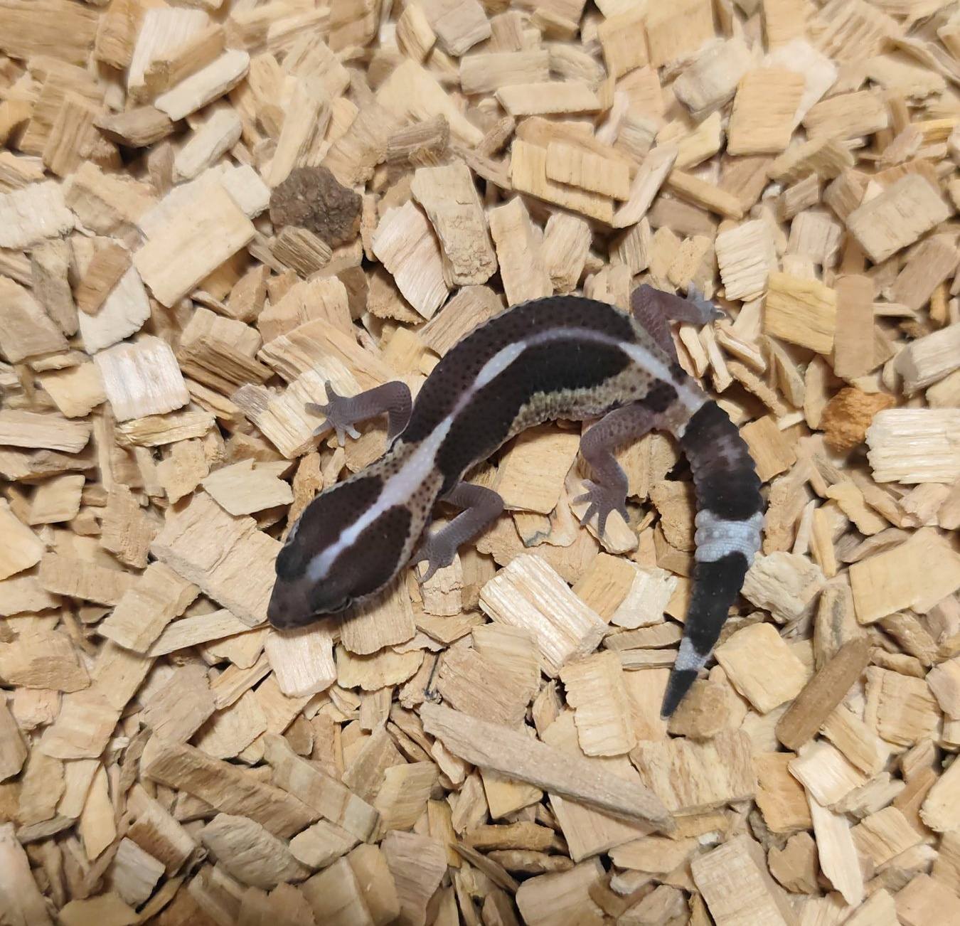 Toothless-Geckos