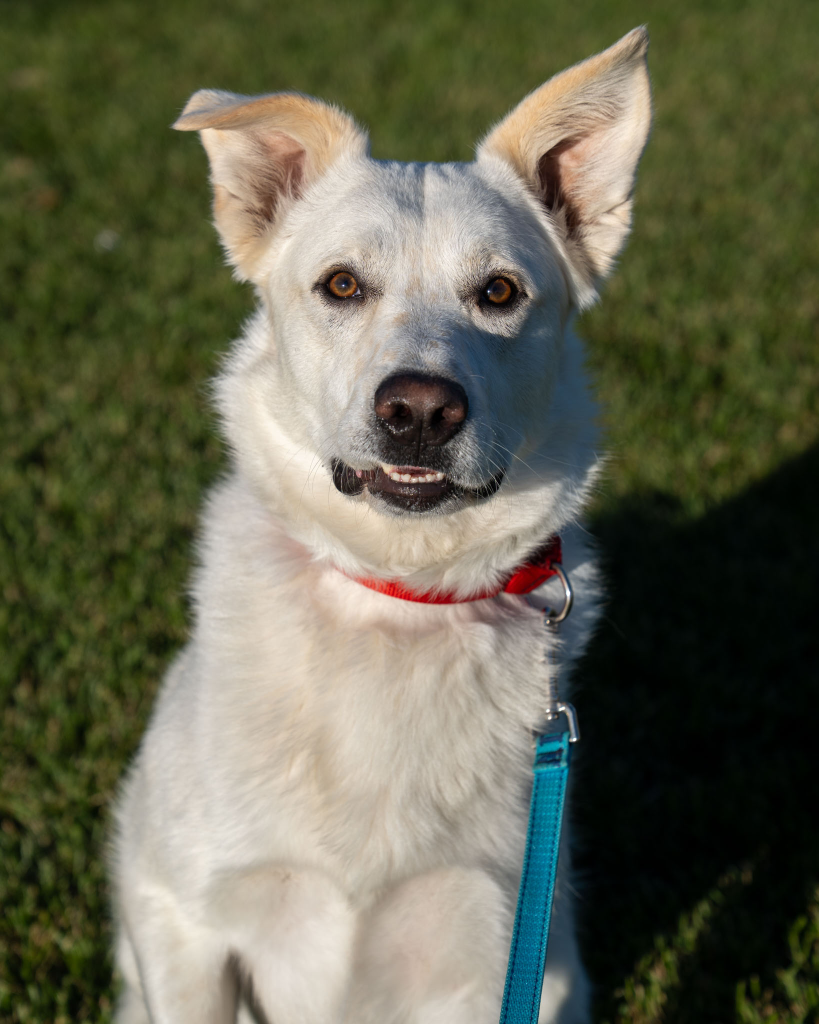The Babinski - 😁 Archie 😁 This smiling boy is a 3-year-old, 65-pound ...