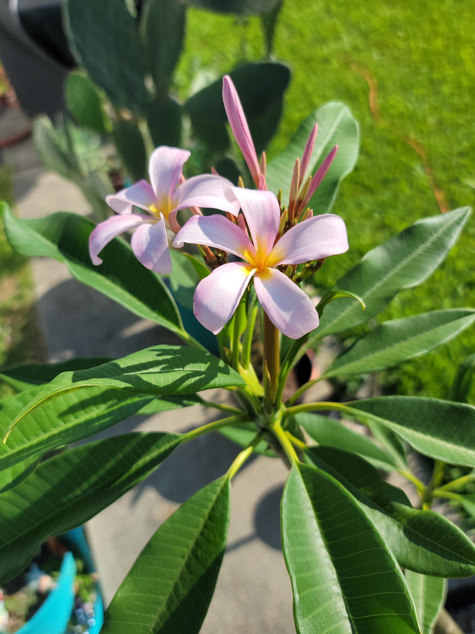 Germinating gammam plumeria seeds from mother plant