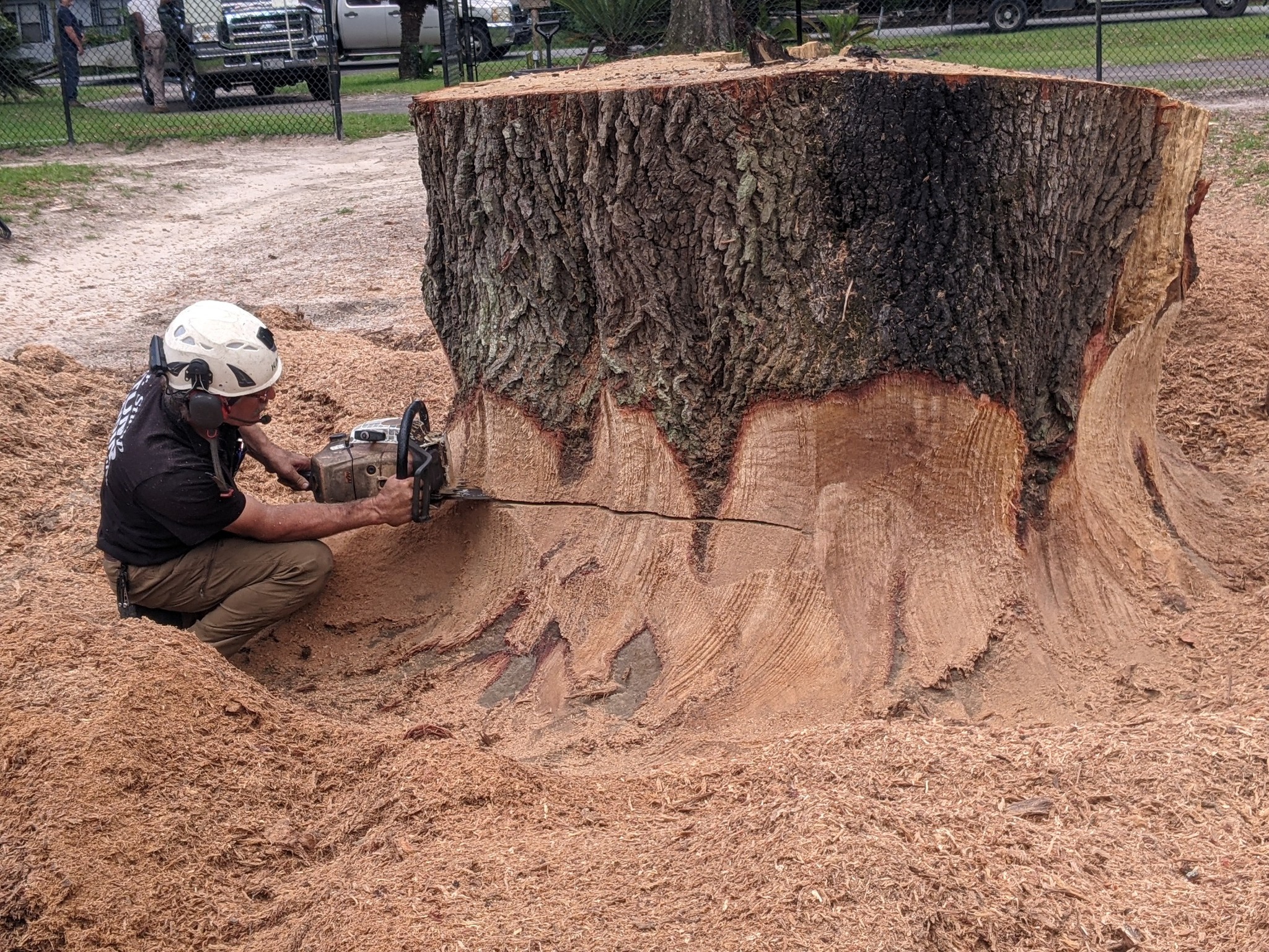 Mr. Stump Tree Service and Stump grinding | Tallahassee FL