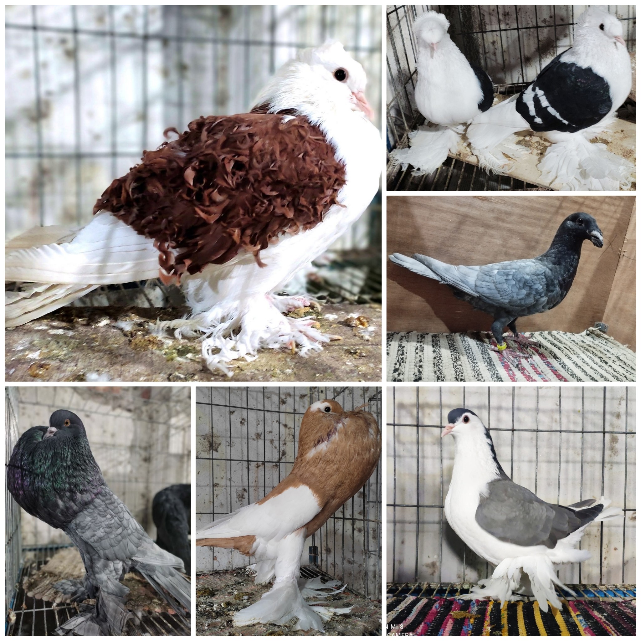 CM H. Rasel's Pigeons