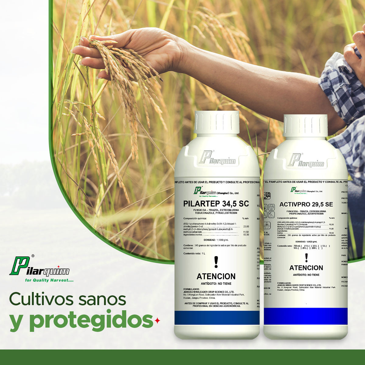 Pilarquim Latam CA - Proteja sus cultivos de arroz con nuestros ...