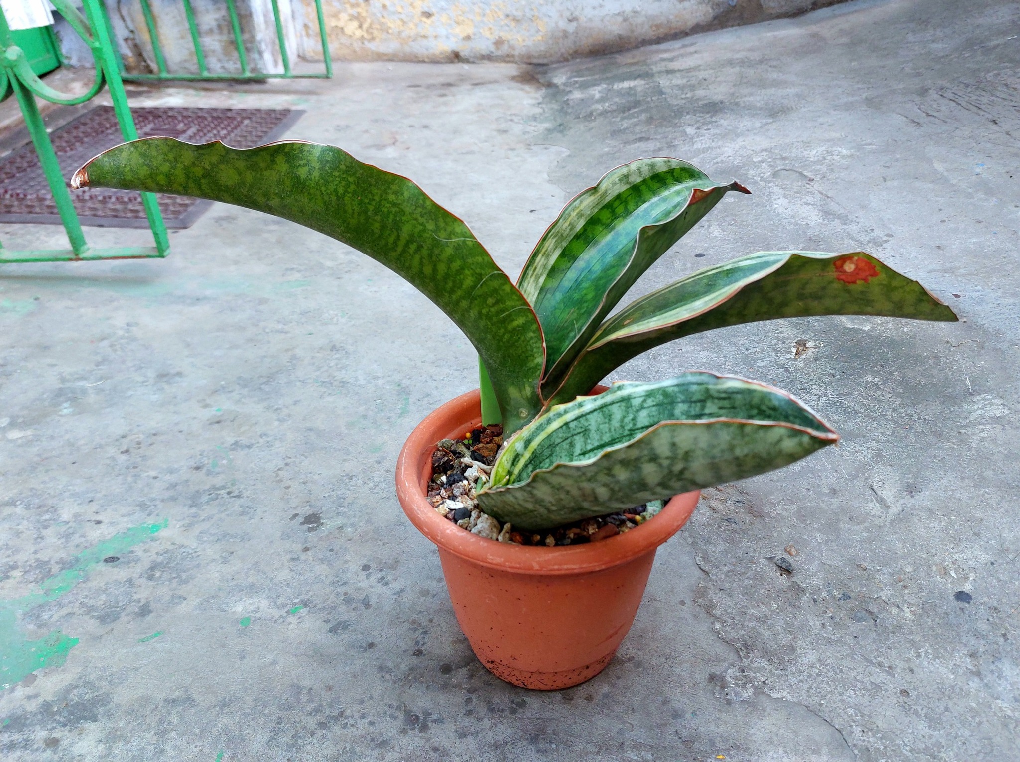 Sansevieria Mafinga ES 849 white variegated plant for sale