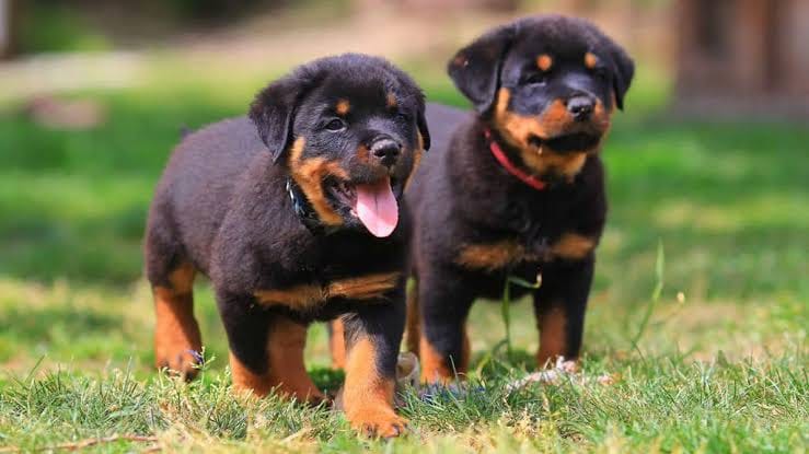 Rottweiler Owners Club | New York NY