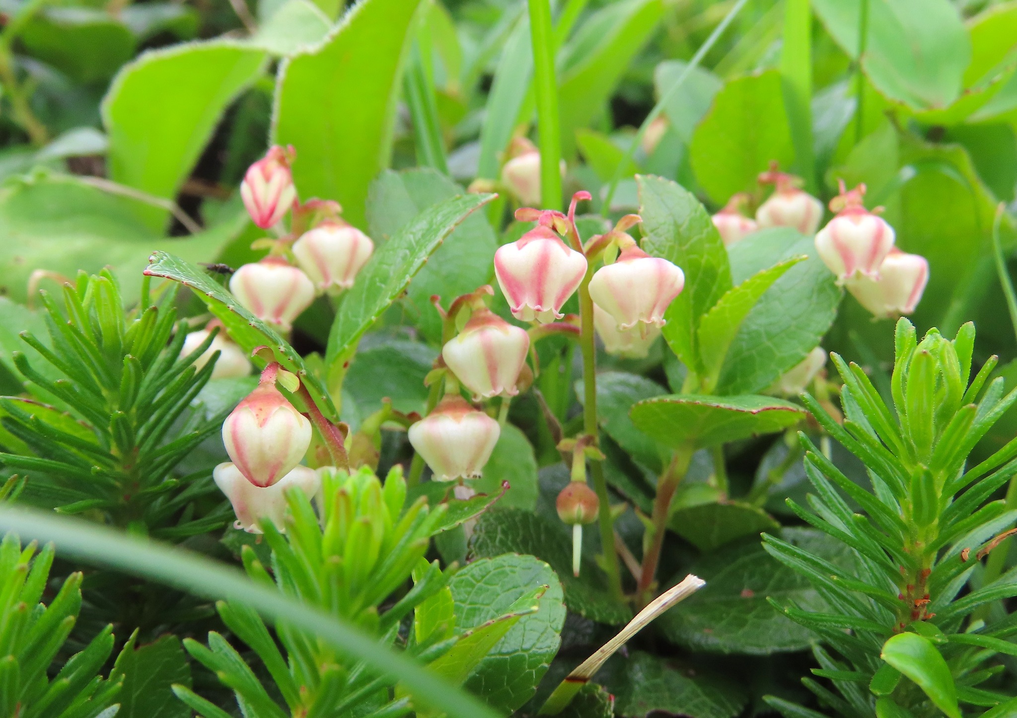 吉清 - ヒメクロマメノキ（Vaccinium uliginosum var. alpinum） 日本のブルーベリー、クロマメノキの近縁種で ...