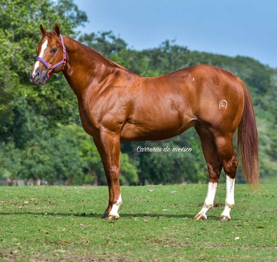 Carreras - MOONSHINE MEMORY Hijo de MR JESS PERRY Su madre es REMEMBER ...