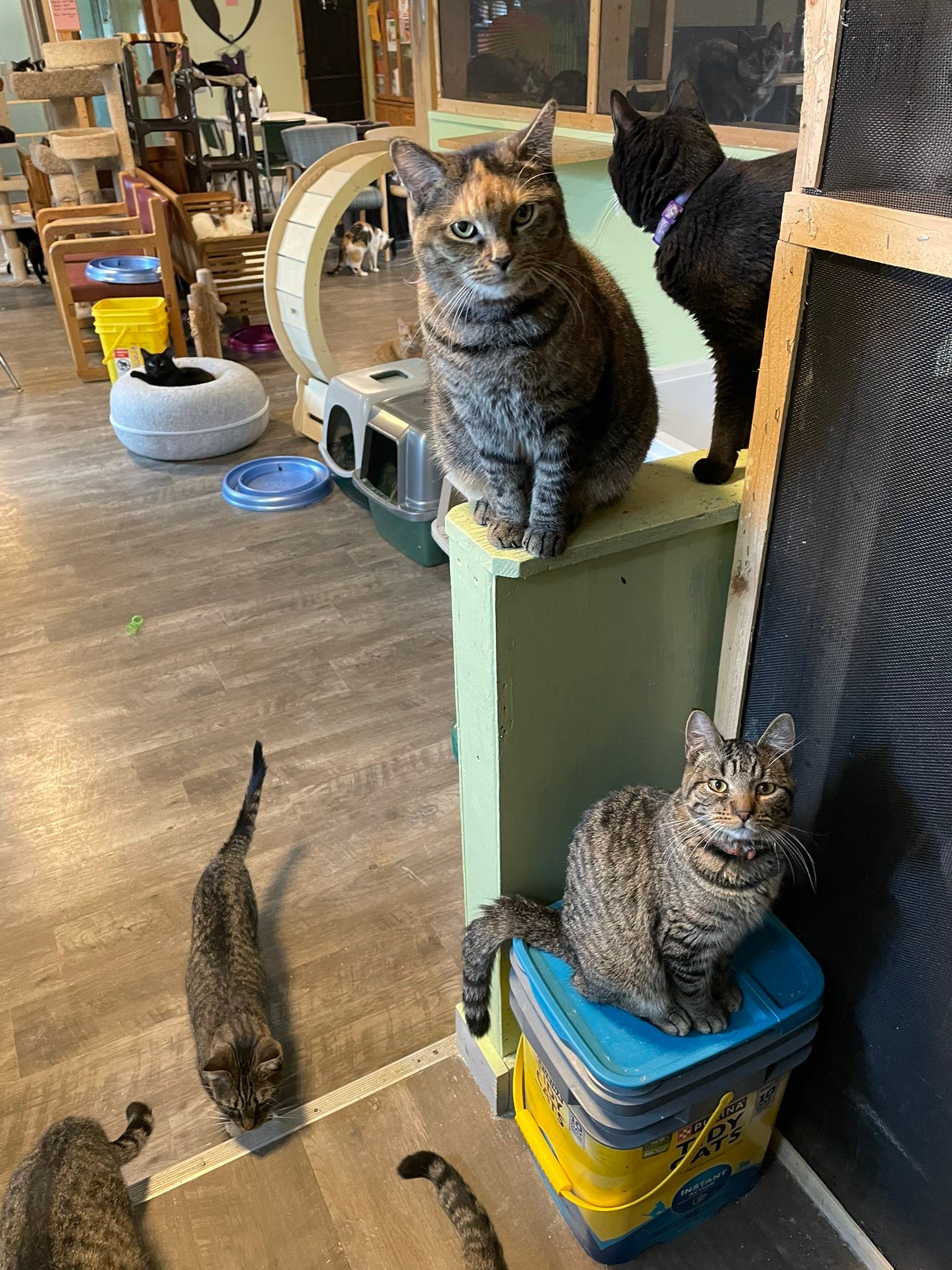 Community Cat... - Community Cat Rescue and Adoption Center