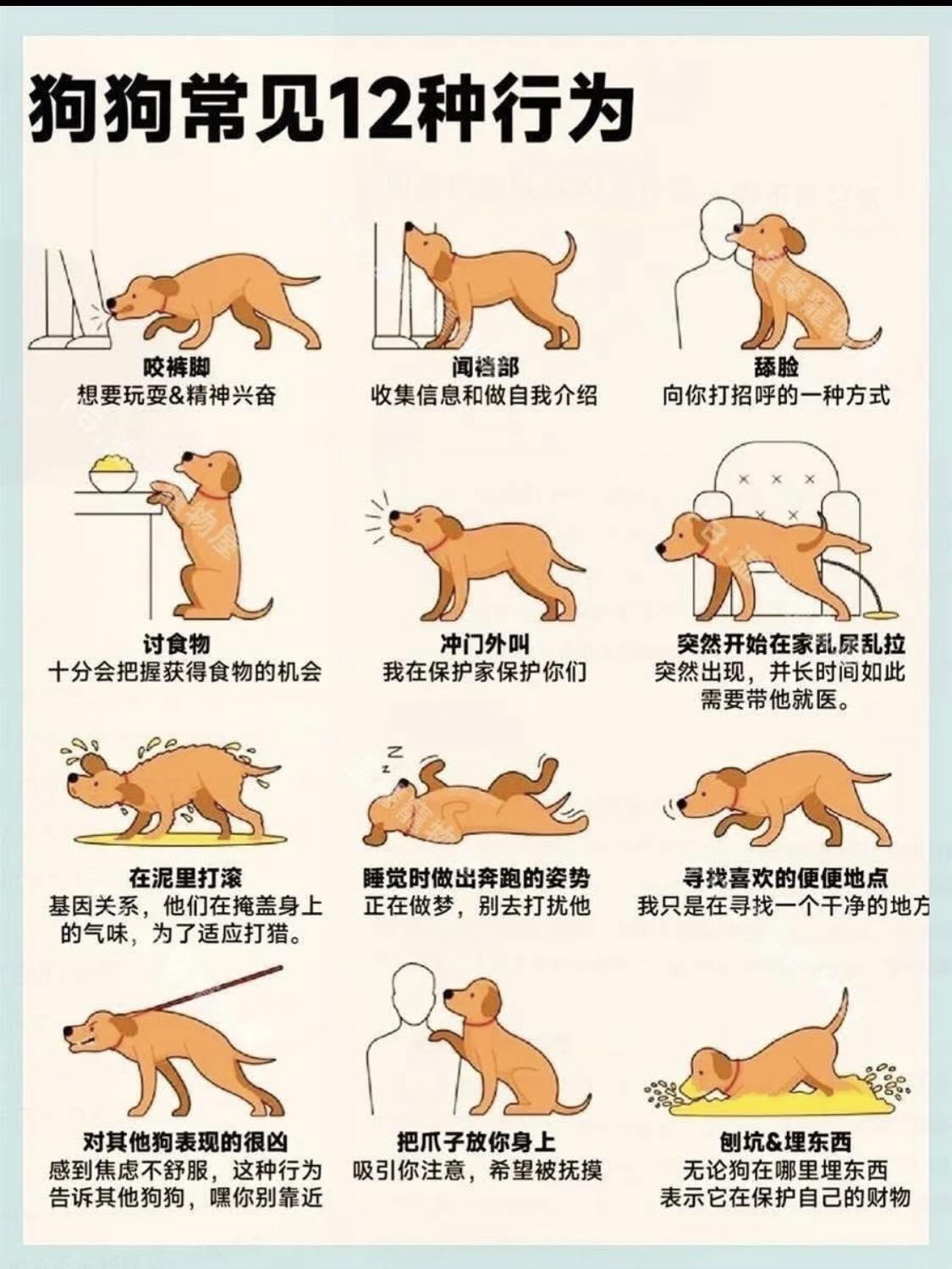News - 狗狗常见12种行为 #fblifestyle | Facebook