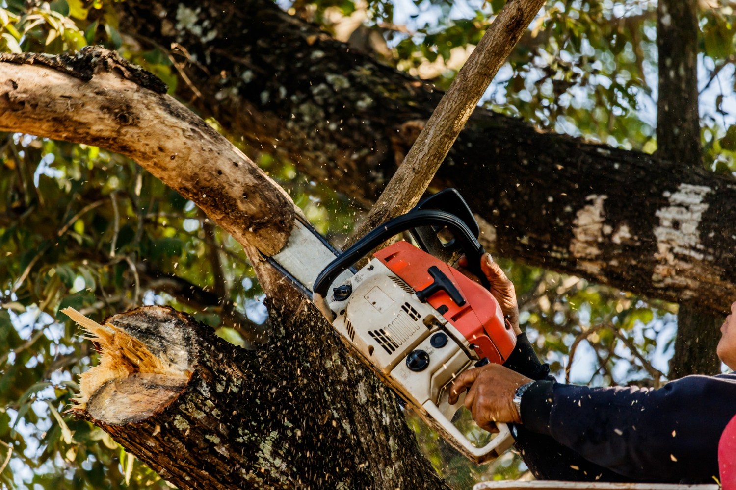 🌳 Did you know? Regular tree... - Nationwide Tree Service | Facebook
