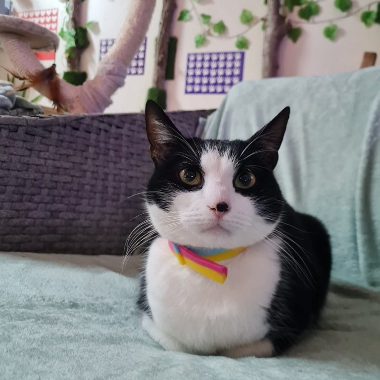 A freshly baked Rachel loaf 🍞☺ Witness... - Purrple Cat Cafe | Facebook