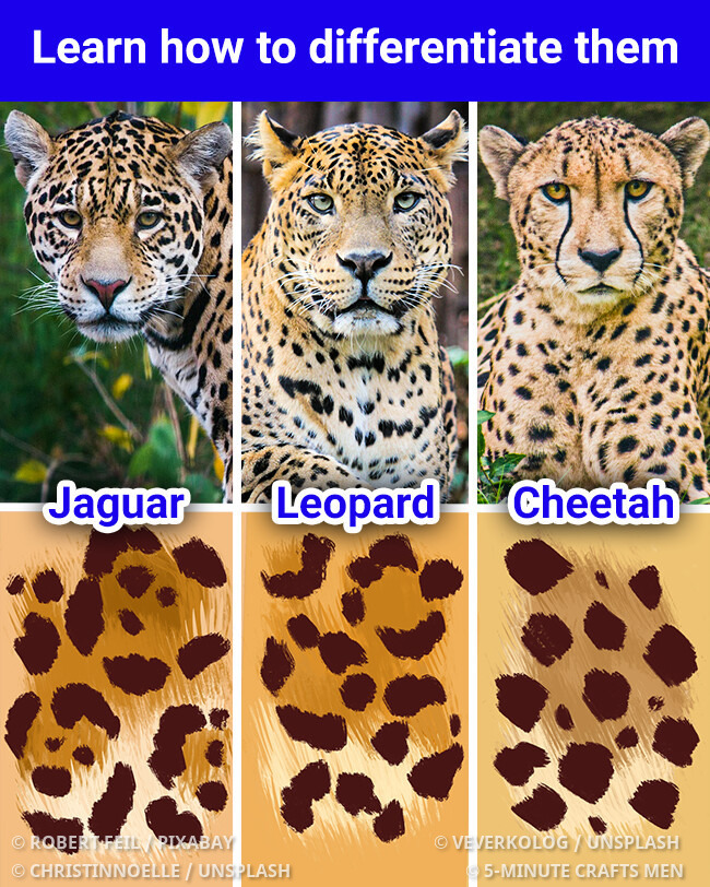 How to spot the difference between a cheetah, a leopard, and a 