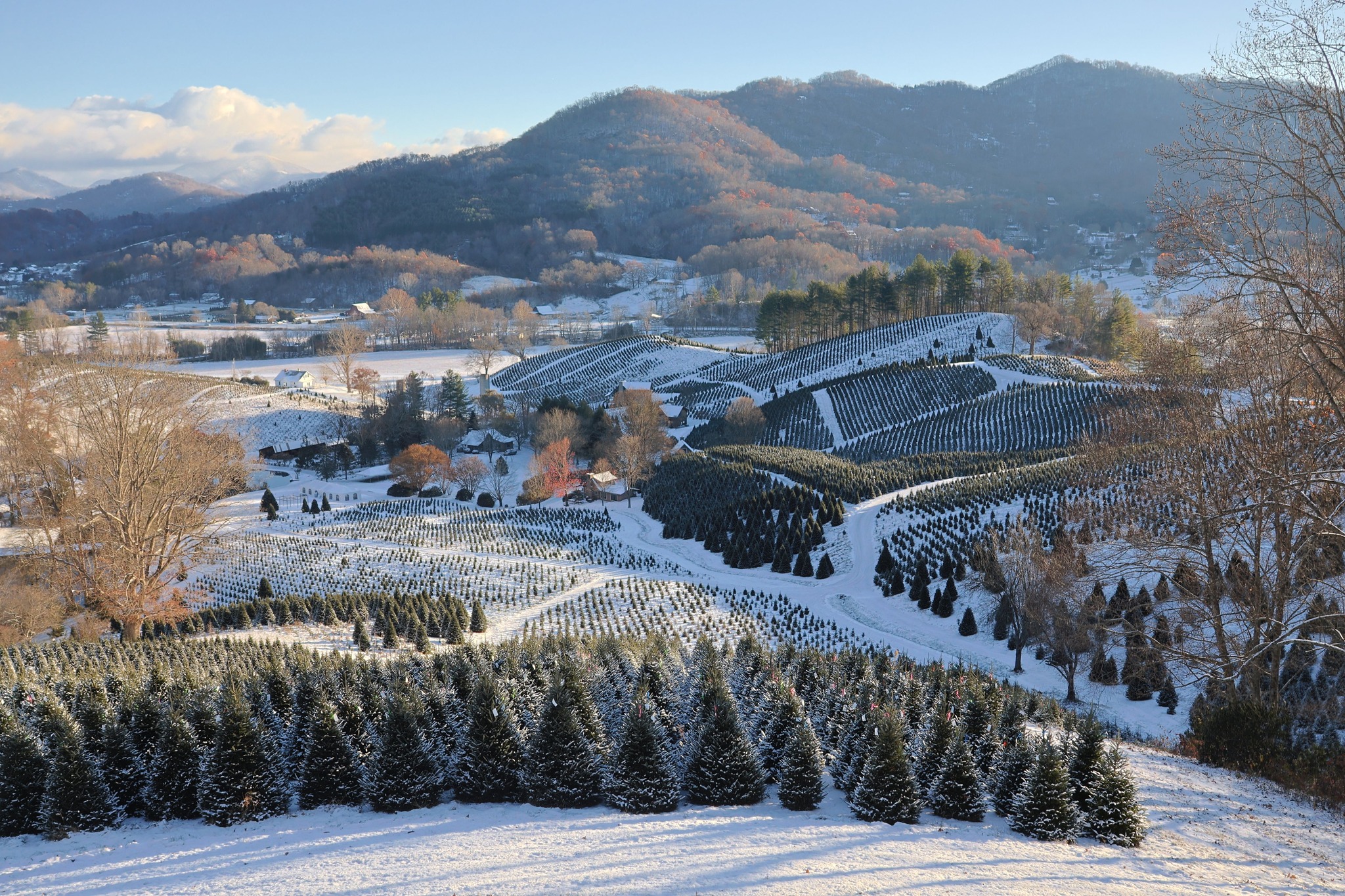 Boyd Mountain... - Boyd Mountain Christmas Tree Farm