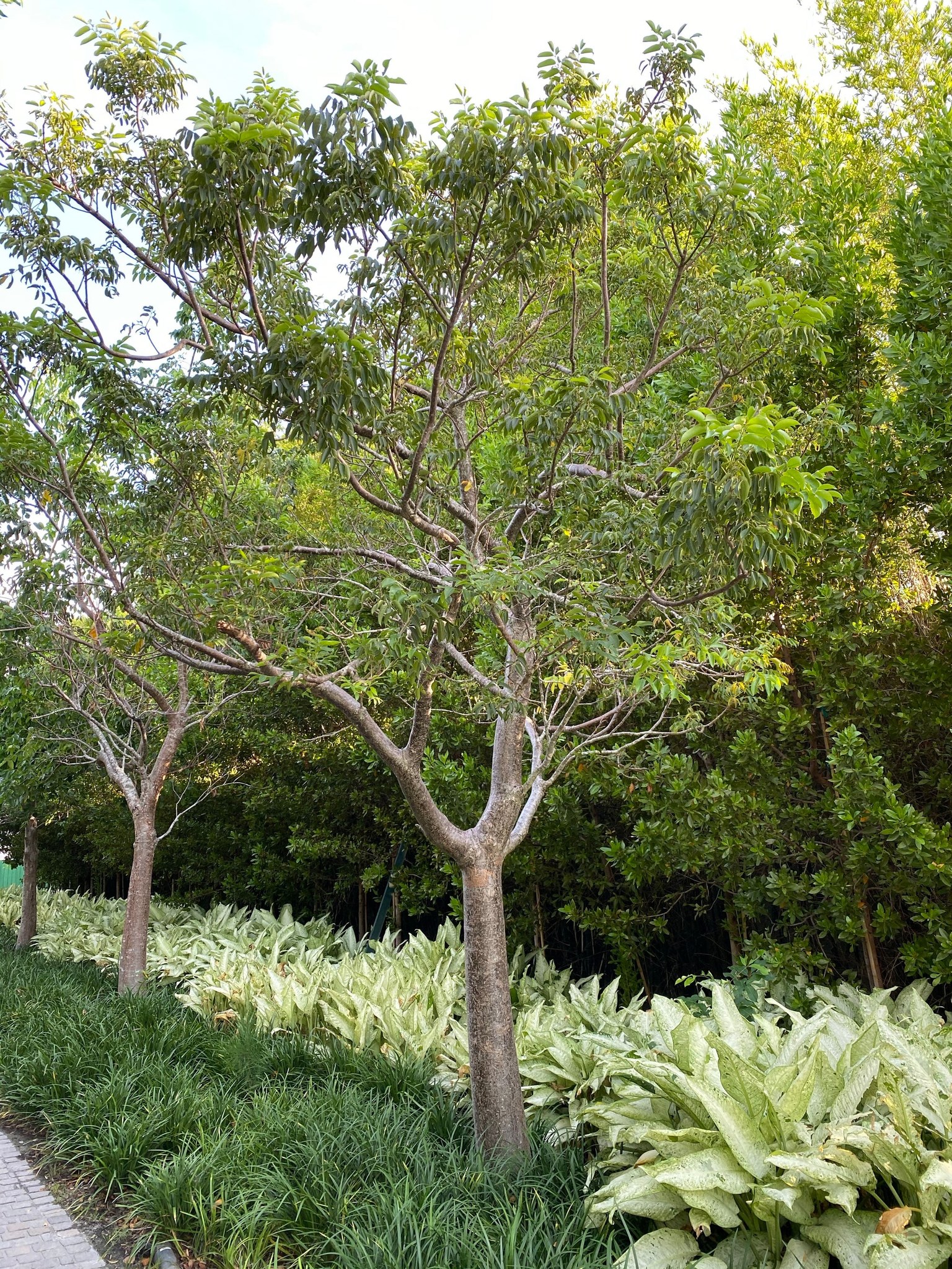 Town - 🌳 Celebrate Florida Arbor Day at Bay Oaks 🌳 Join the Town of ...