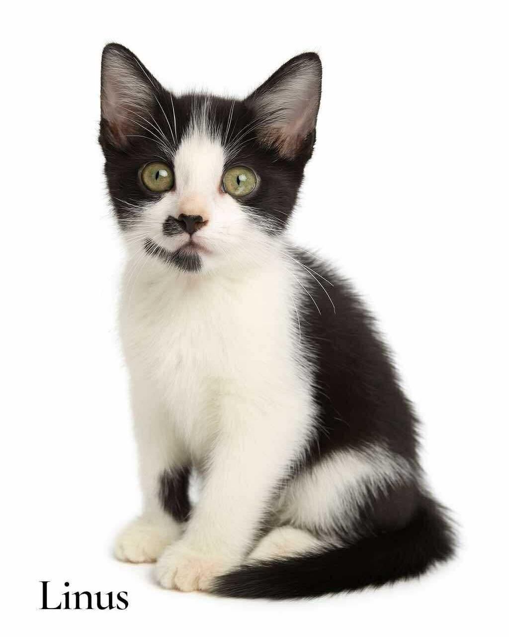 Paws - Meet Linus! Linus is a fun, affectionate kitten who loves to ...