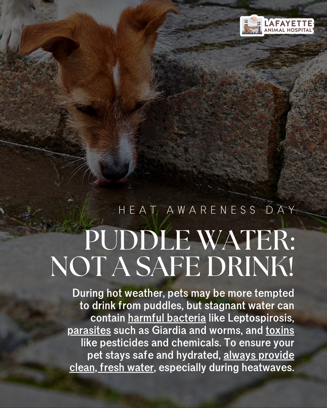Lafayette - A quick sip from a puddle could lead to serious health ...