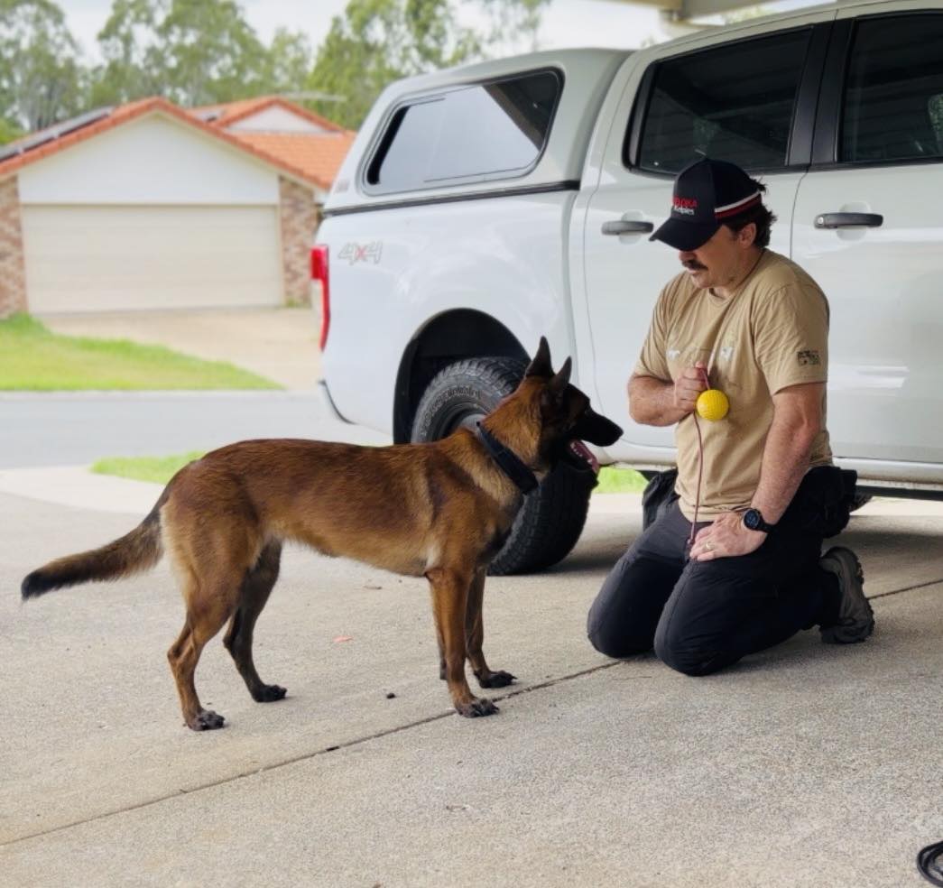 AWDP & Brisbane Canine Coaching | Brisbane QLD