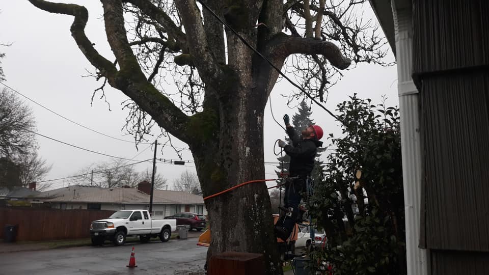 Top Tier Tree Care LLC added a... - Top Tier Tree Care LLC