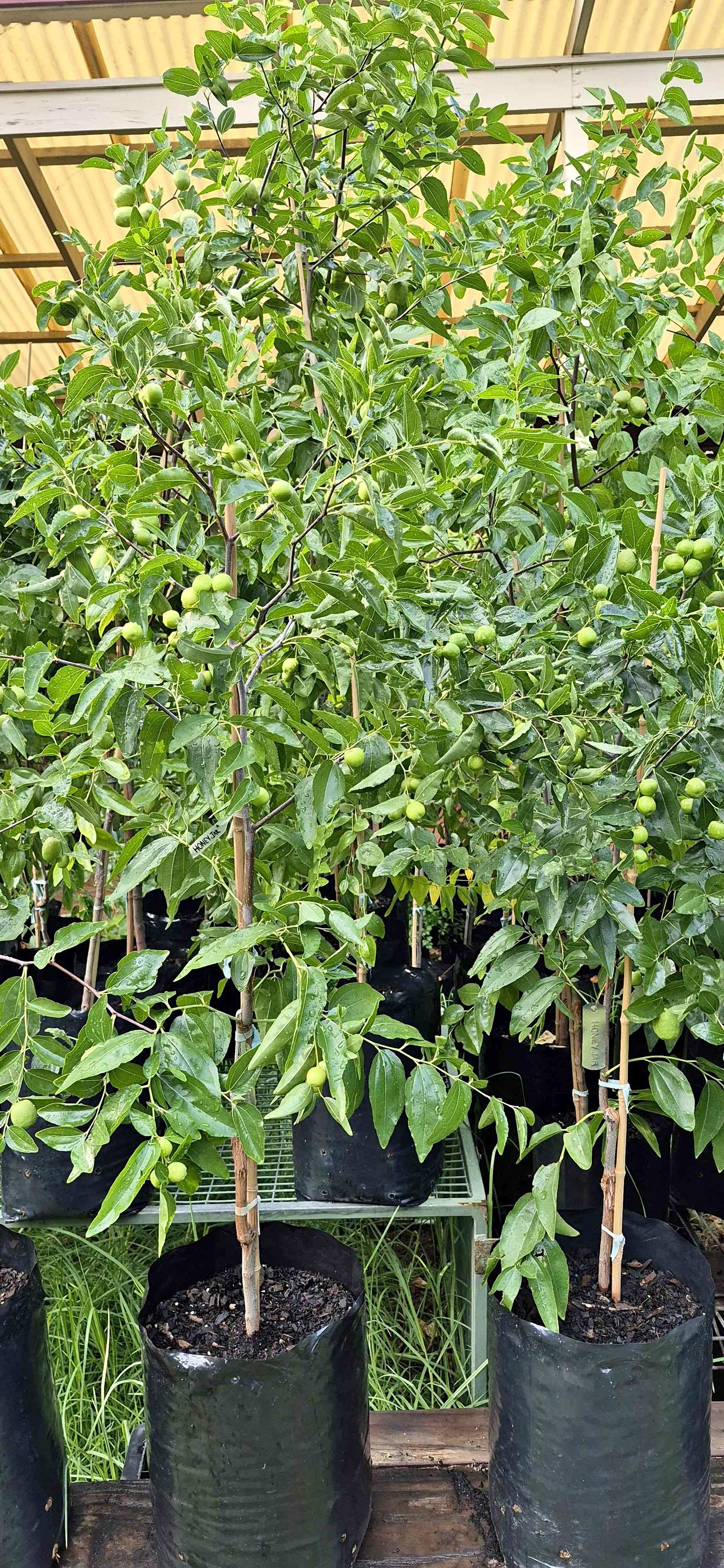 Jujube Trees for sale - Plants & Seedlings - Adelaide, South Australia ...