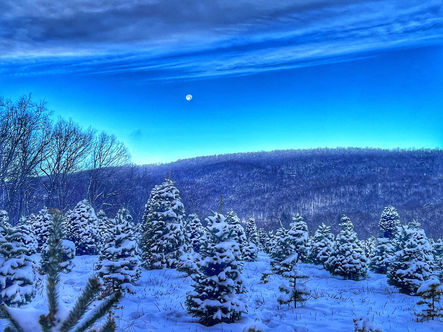 Spruce Ridge Tree Farm | Newport VA