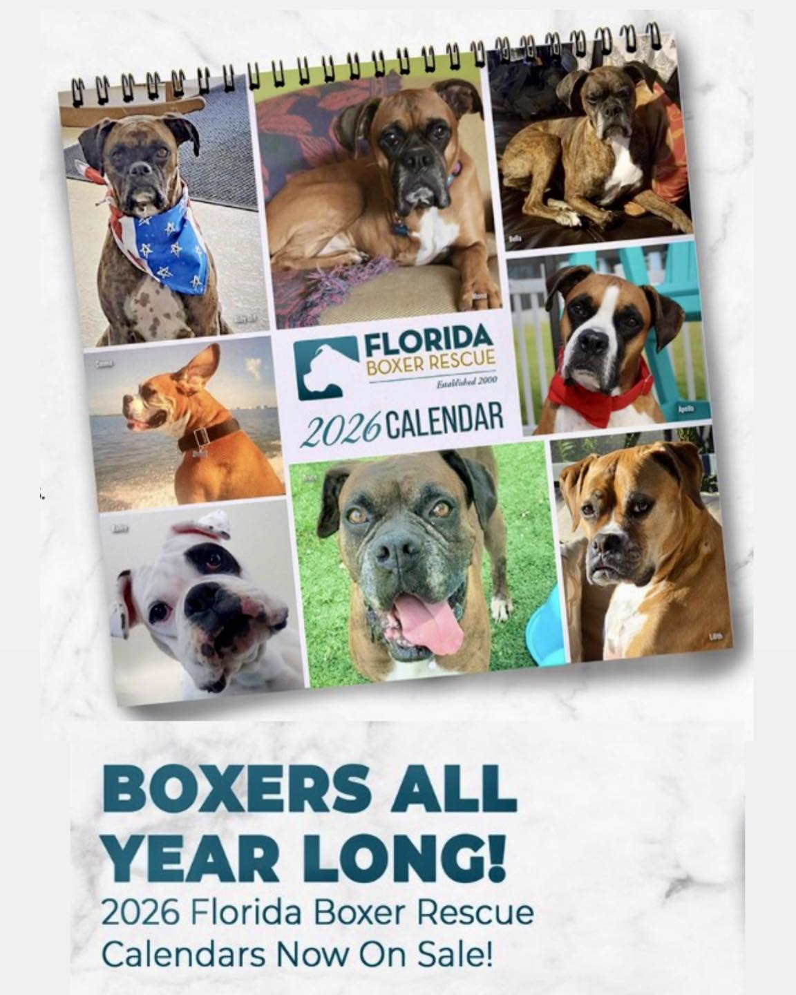 Florida - BOXERS ALL YEAR LONG! 2026 Florida Boxer Rescue Calendars Now ...