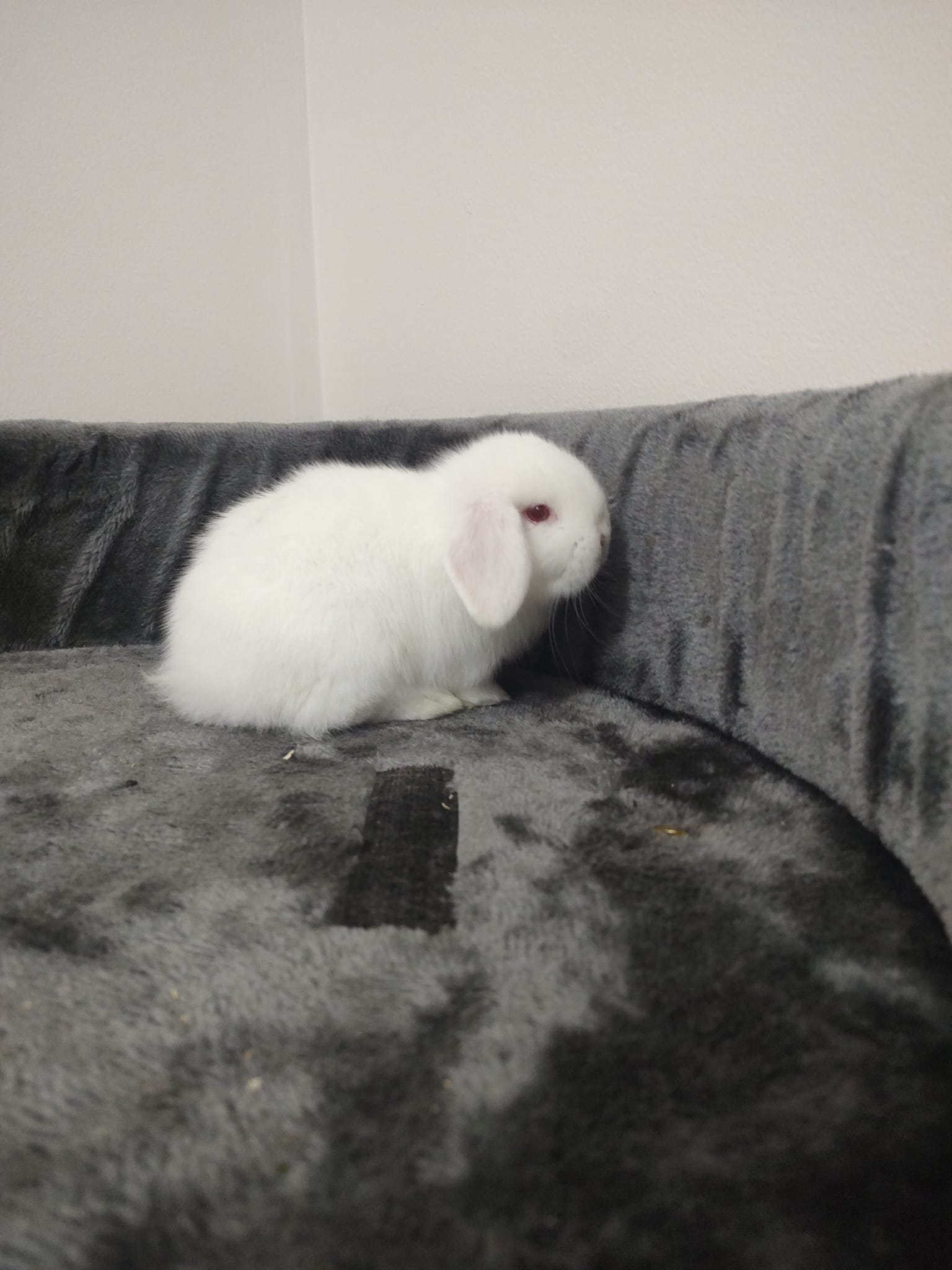 ALBA rabbit stud