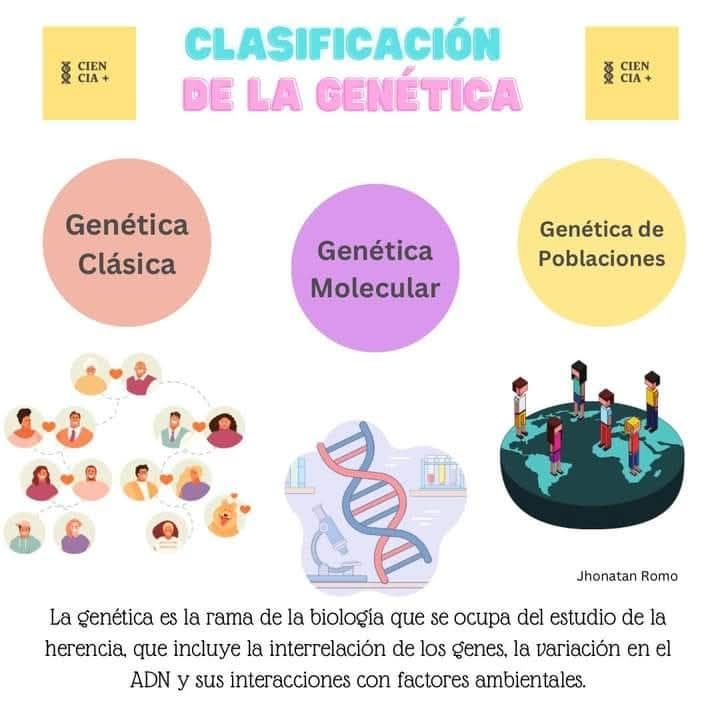 Esta - La genética se puede dividir en tres subdisciplinas principales ...