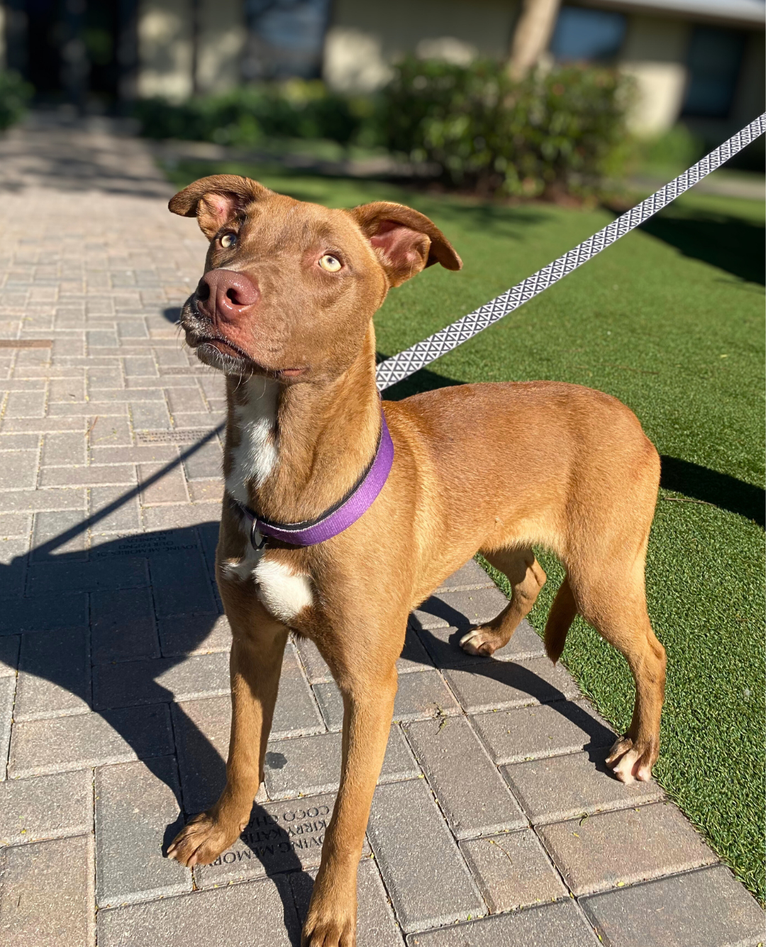 Meet Aria 💜 🐾 New Year, new... - Big Dog Ranch Rescue | Facebook