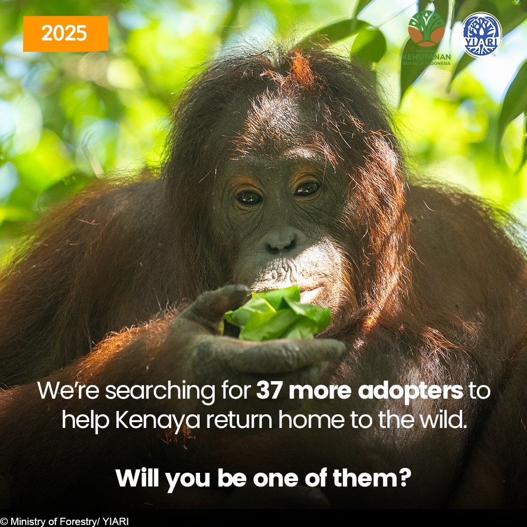 International Animal Rescue... - International Animal Rescue