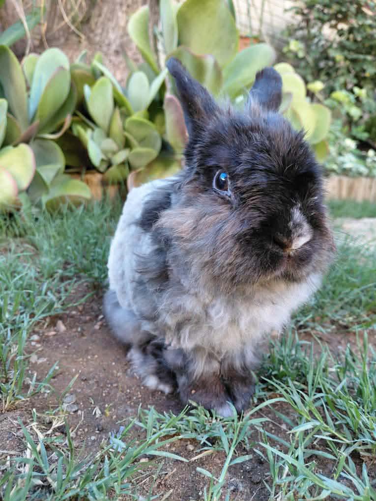 Bunny Love With Benny Boo